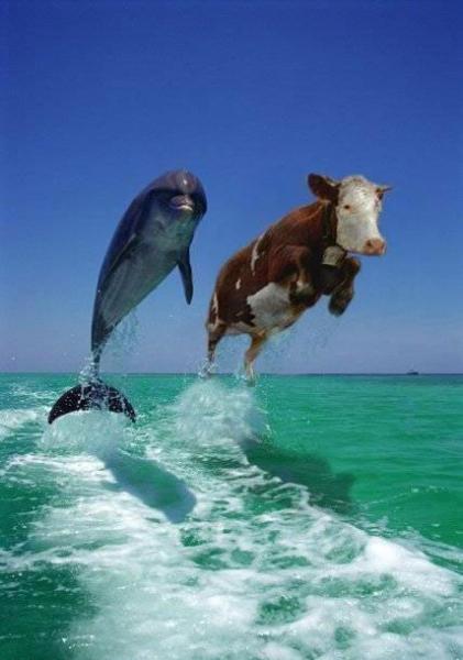 vache dauphin